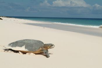 Meeresschildkroete Cousine Island Seychellen