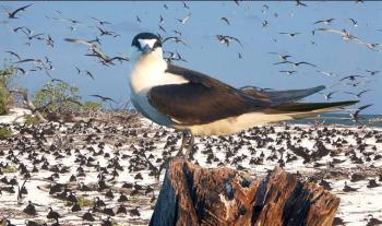 Bird Island Lodge Seychellen