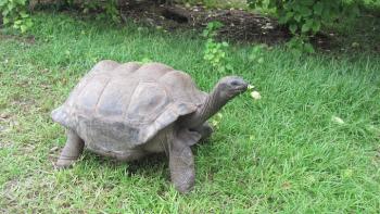 Seychellen Riesenschildkroete Bird Island Lodge Seychellen