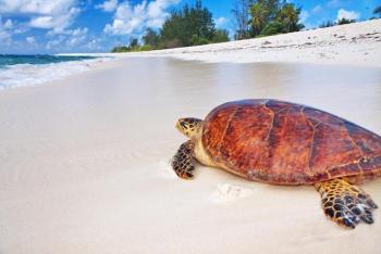 Villas Bird Island, Seychelles - Private Island Villas